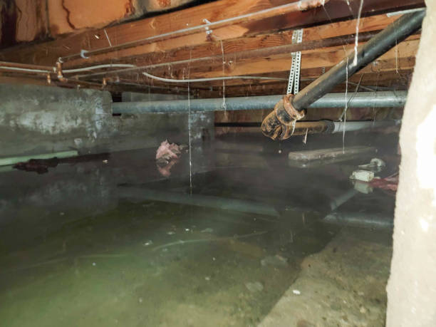 Best Flood damage cleanup  in Cloverdale, CA